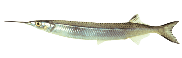Aguja de Río Australiana