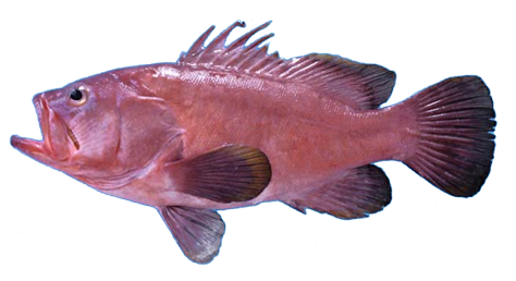 Baqueta