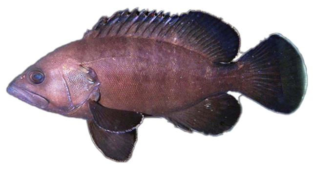 Mero Negro del Mediterráneo