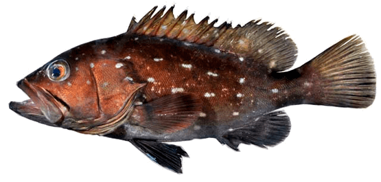 Baqueta ploma