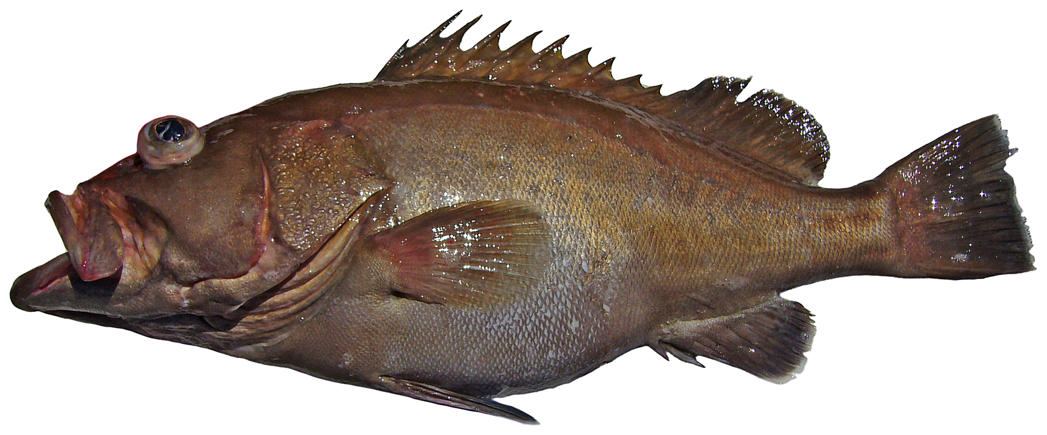 Cherna pinta