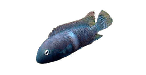 Moga, Poor Man's Tropheus