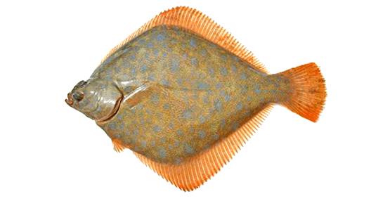 Lenguado diamante, Diamond Turbot