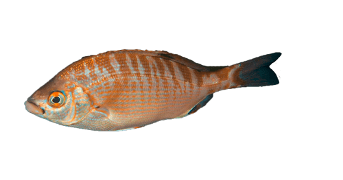 Perca de Arco Iris