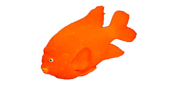Garibaldi