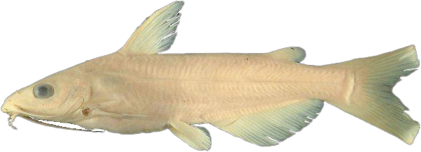 Bagre de Chapala