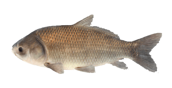Carpa Búfalo