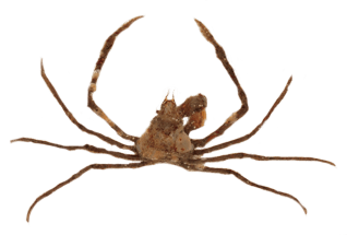Cangrejo Araña Fantasma