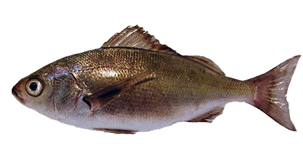 Cabinza