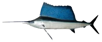 Pez Vela