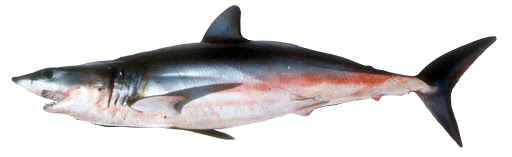 Tiburón Mako