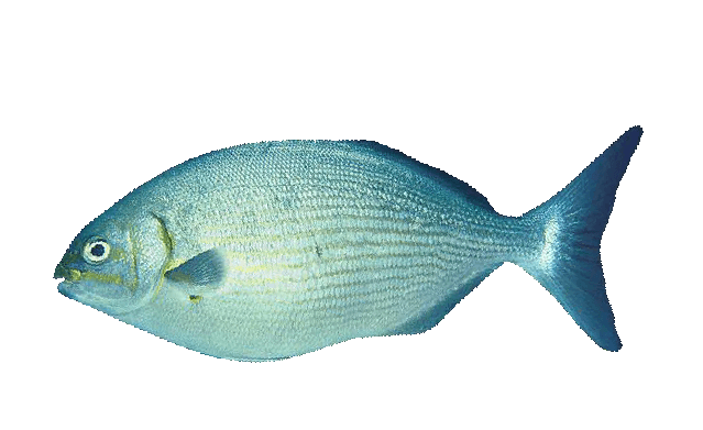 Chopa rayada