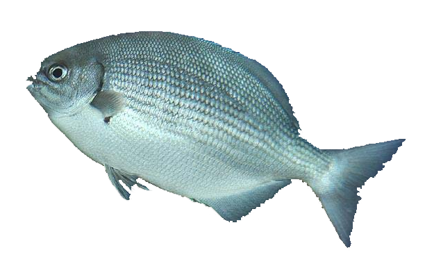 Chopa de Cortés