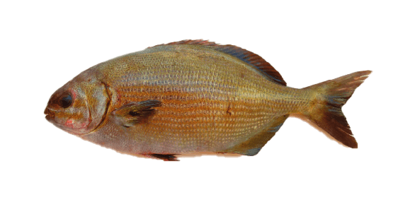 Chopa amarilla