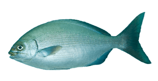 Chopa blanca
