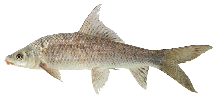 Pez de Fango