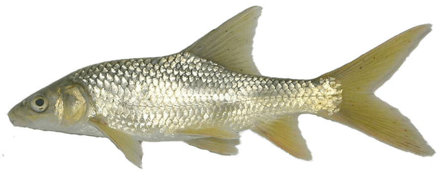 Barbo Sudafricano de Boca pequeña