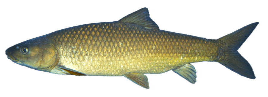 Barbo Amarillo Sudafricano