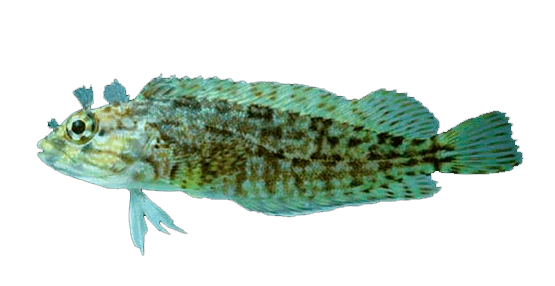 Trambollo