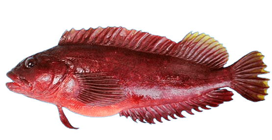 Tomoyo, Chalapo Clinid