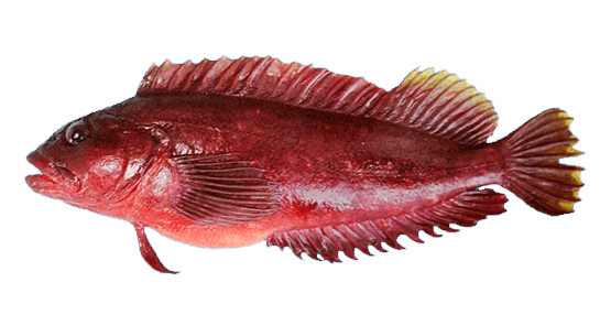 Trambollo, Chalapo Clinid