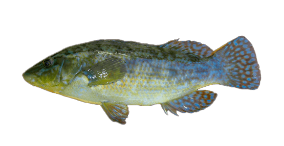 Maragota