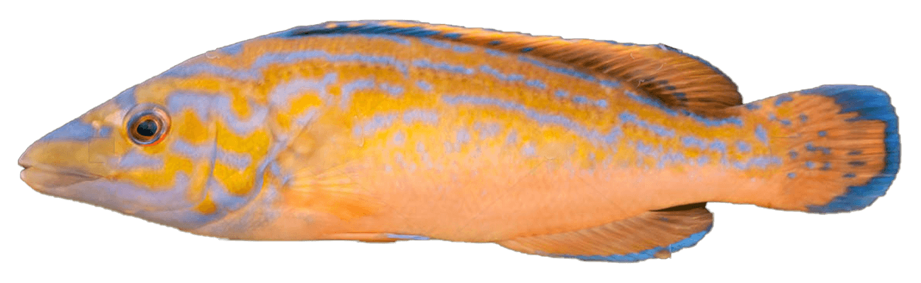 Gallano