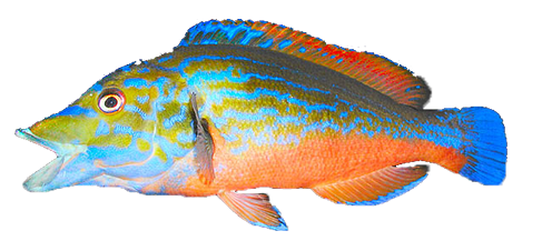 Gallano