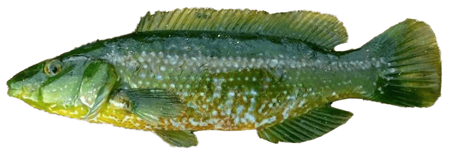 Tordo Verde