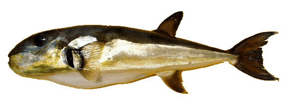 Conejo blanco