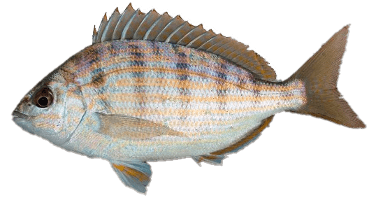 Xlavita
