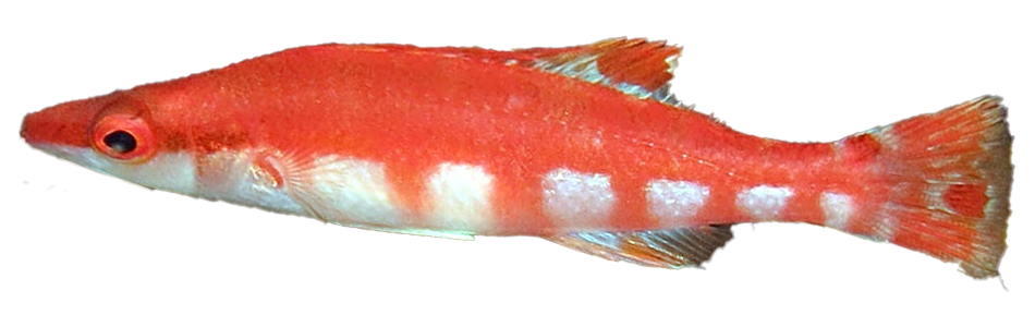 Fasciata