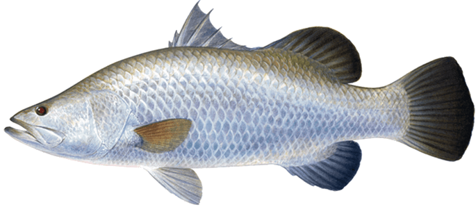 Barramundi