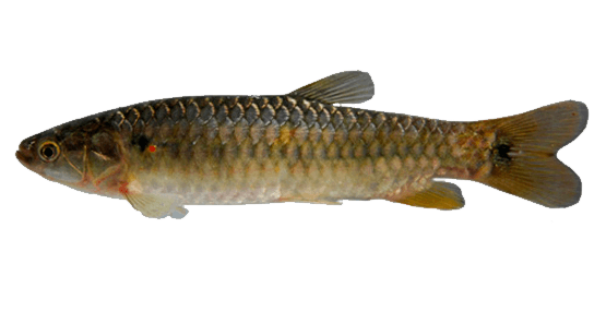 Guabina