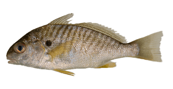 Croca