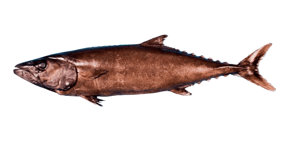 Escolar