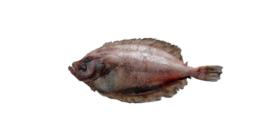 Megrim, Gallo del Norte