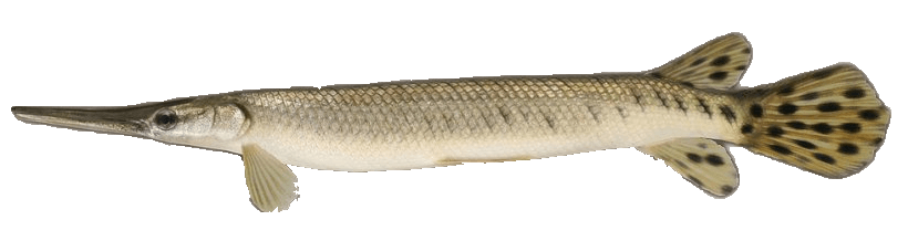 Pejelagarto Ocelado