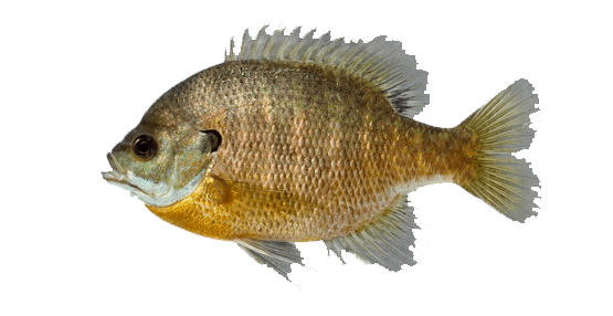 Mojarra azul, Bluegill