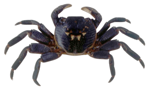 Cangrejo de orilla morado de patas rápidas