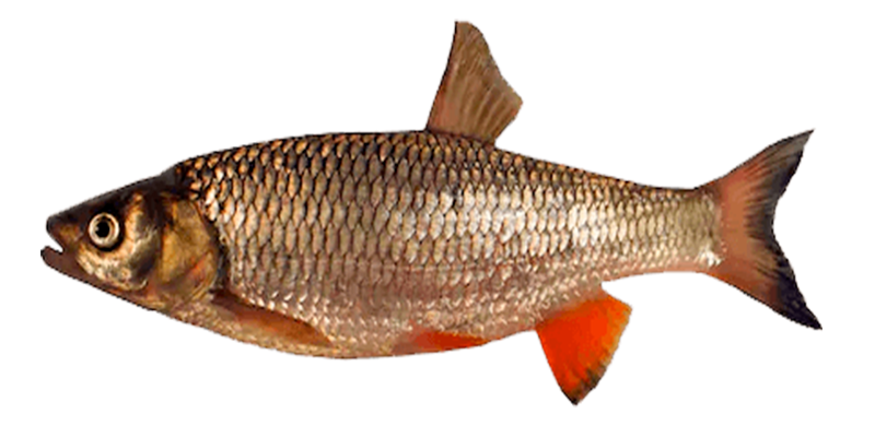 Bagre