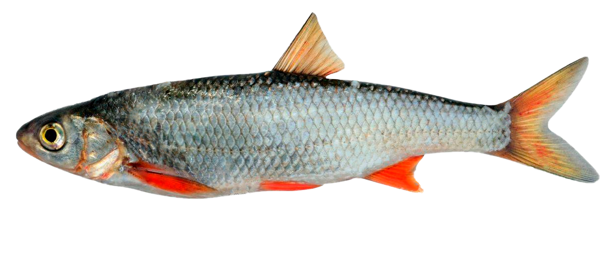 Leucisco