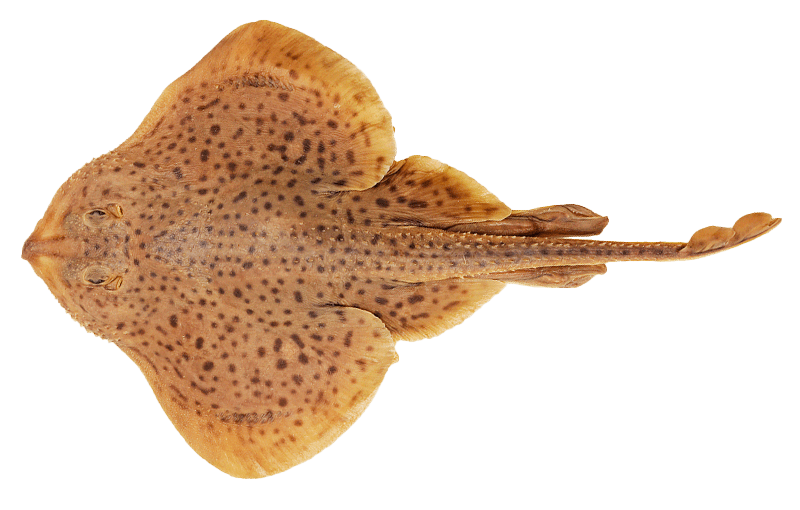 Little Skate, Pequeño Patín