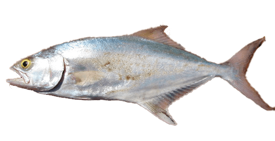 Palometón