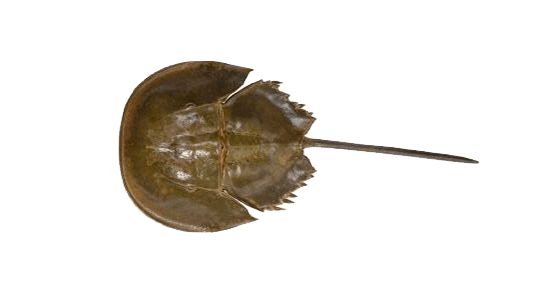 Cangrejo Herradura