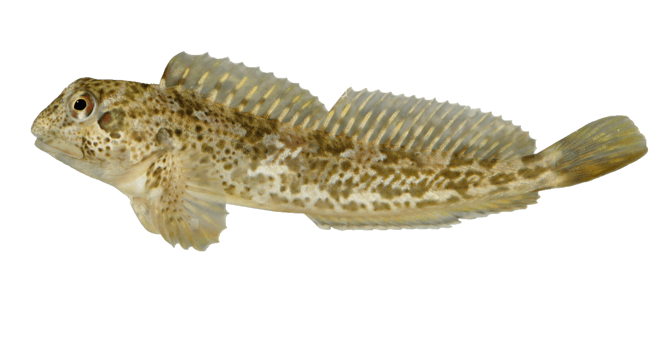Babosa Crestada