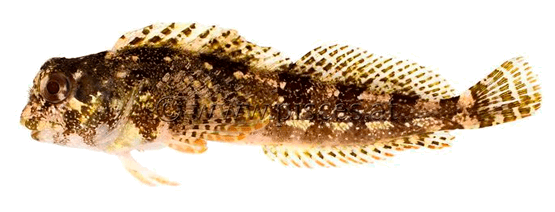 Futarra