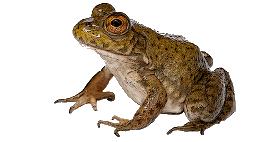 Rana Toro