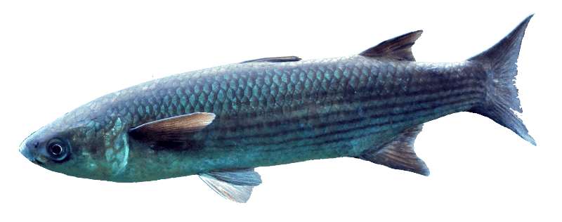 Galúa