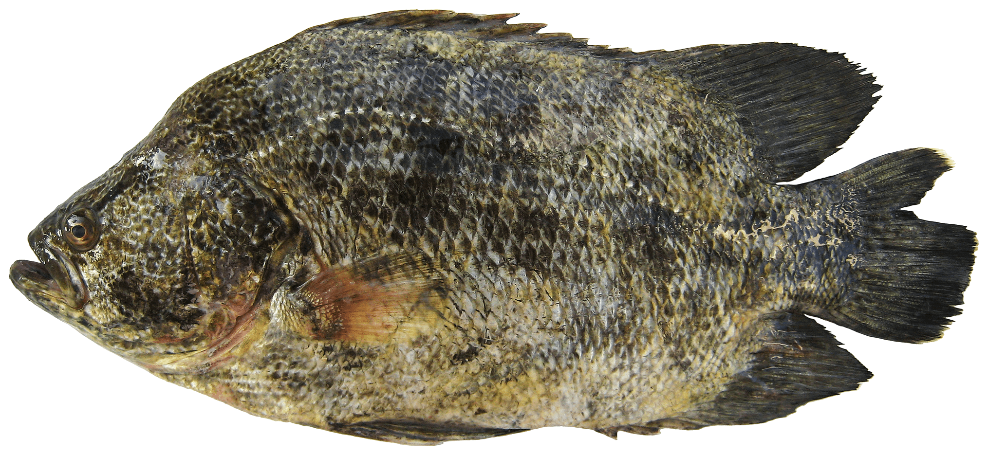 Dormilona